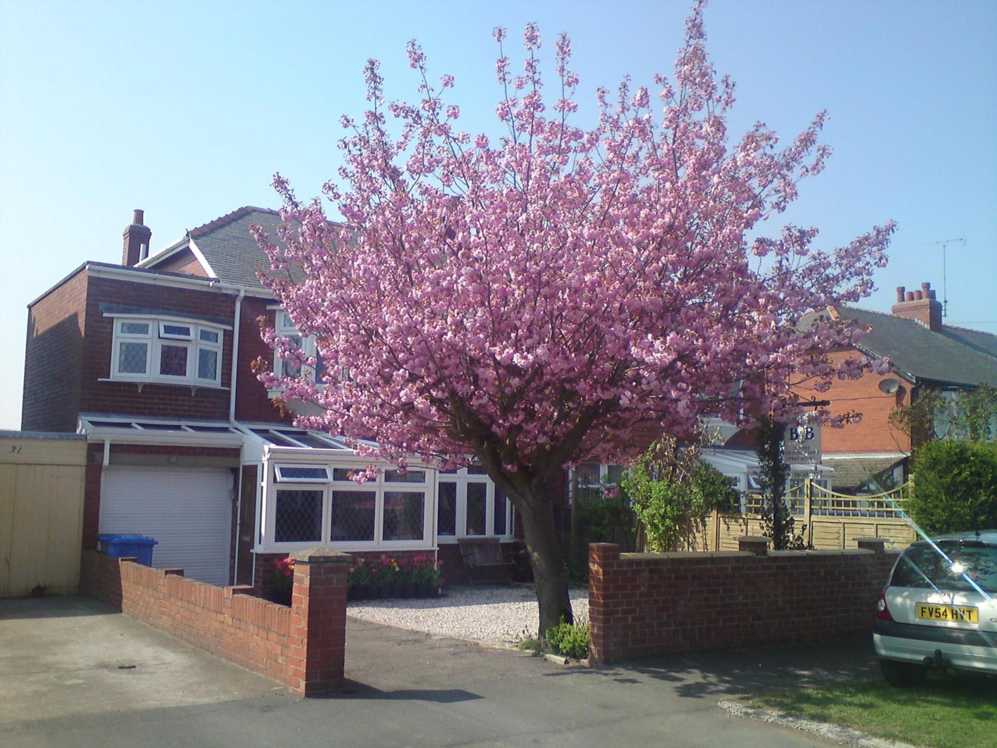 Cherry Blossom Guest House Whitby Buitenkant foto